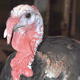 Illustration for article titled What’s the origin of facial erections in turkeys?